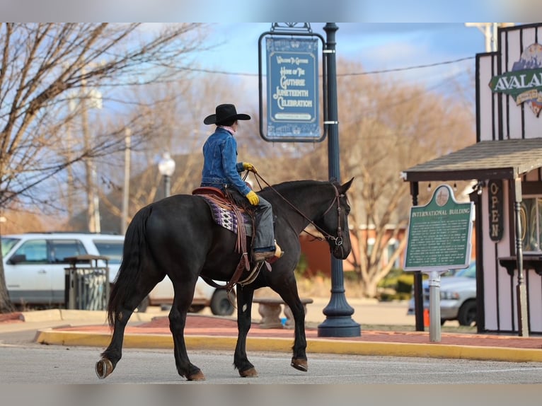 Draft Horse Mix Gelding 4 years 16,2 hh Black in Ripley