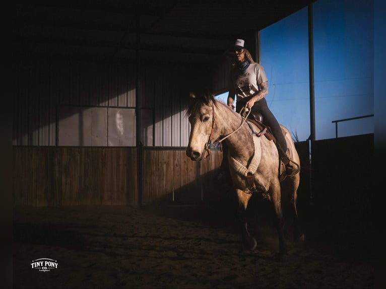 Draft Horse Gelding 4 years 16,2 hh Buckskin in Jacksboro