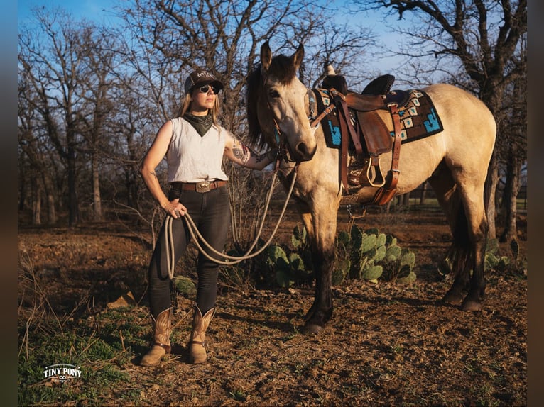 Draft Horse Gelding 4 years 16,2 hh Buckskin in Jacksboro