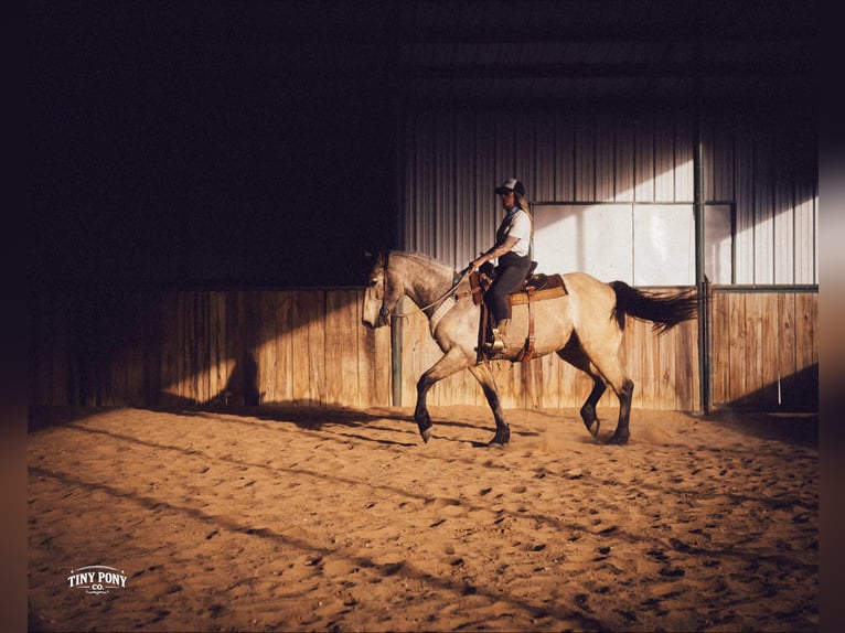 Draft Horse Gelding 4 years 16,2 hh Buckskin in Jacksboro