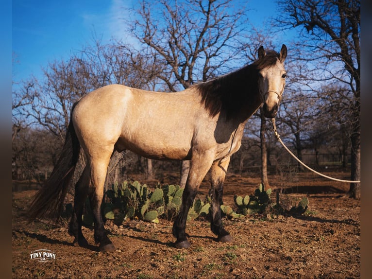 Draft Horse Gelding 4 years 16,2 hh Buckskin in Jacksboro