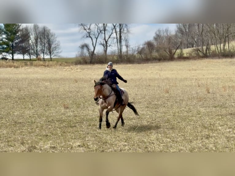 Draft Horse Mix Gelding 4 years 16,2 hh Roan-Bay in Gap