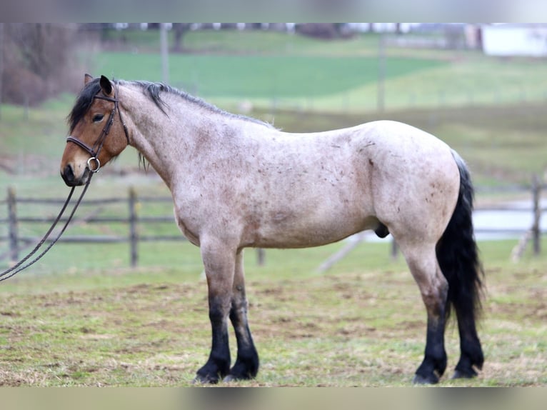 Draft Horse Mix Gelding 4 years 16,2 hh Roan-Bay in Gap