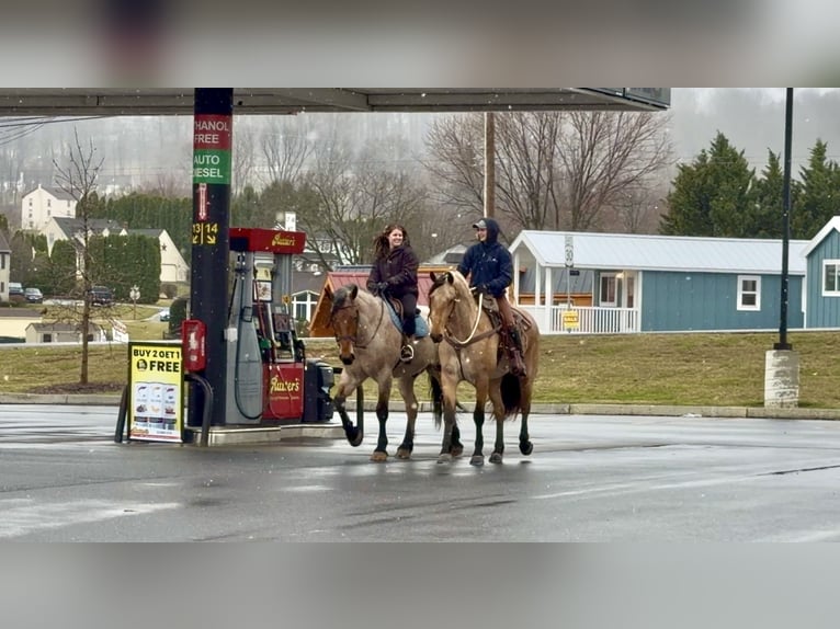 Draft Horse Mix Gelding 4 years 16,2 hh Roan-Bay in Gap