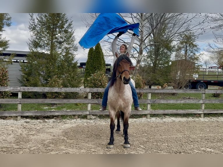 Draft Horse Mix Gelding 4 years 16,2 hh Roan-Bay in Gap