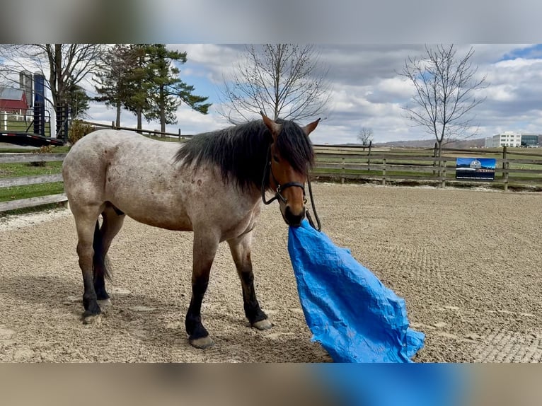 Draft Horse Mix Gelding 4 years 16,2 hh Roan-Bay in Gap