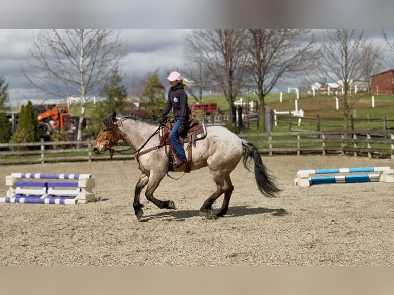 Draft Horse Mix Gelding 4 years 16,2 hh Roan-Bay in Gap