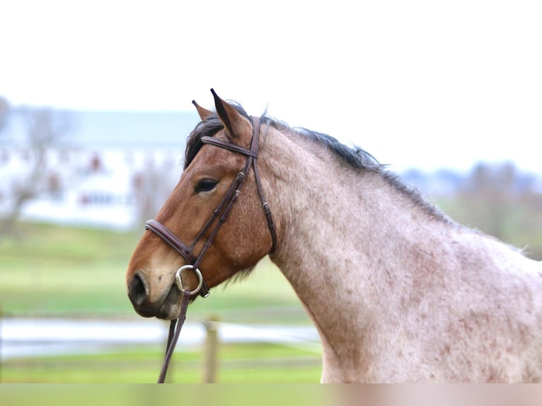 Draft Horse Mix Gelding 4 years 16,2 hh Roan-Bay in Gap