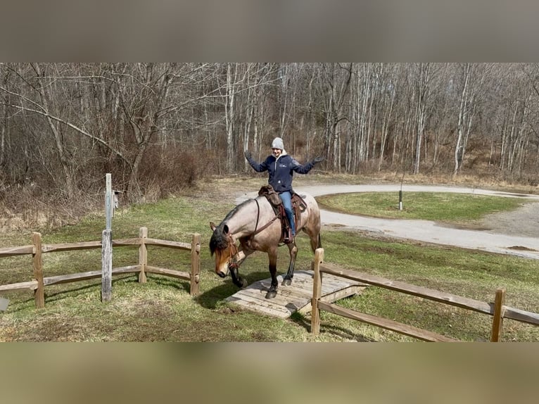 Draft Horse Mix Gelding 4 years 16,2 hh Roan-Bay in Gap