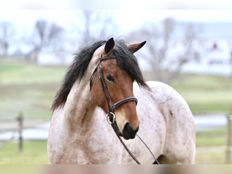 Draft Horse Mix Gelding 4 years 16,2 hh Roan-Bay in Gap