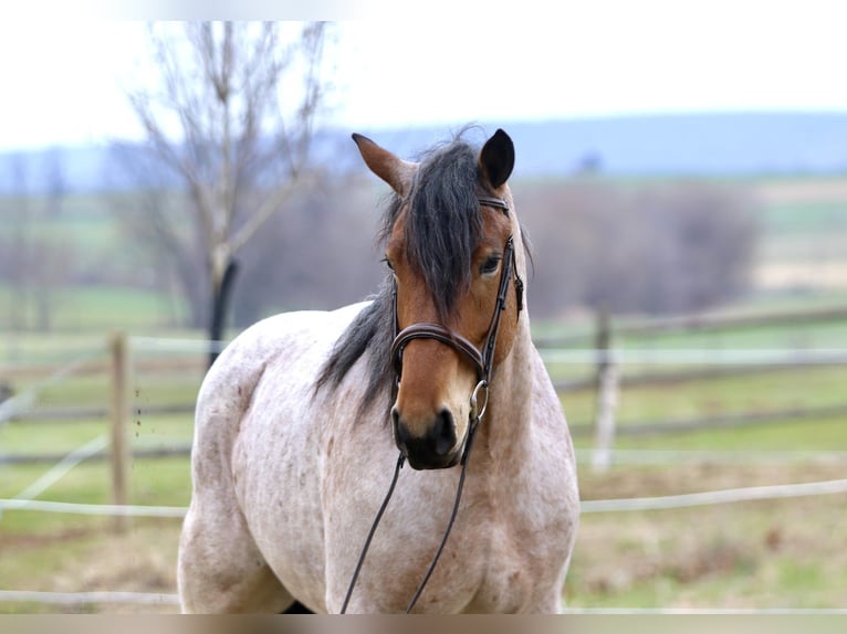 Draft Horse Mix Gelding 4 years 16,2 hh Roan-Bay in Gap