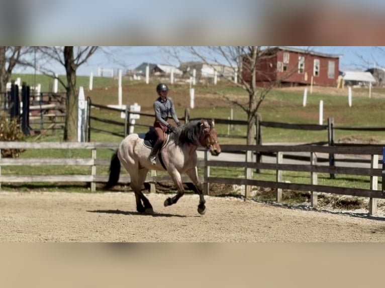 Draft Horse Mix Gelding 4 years 16,2 hh Roan-Bay in Gap