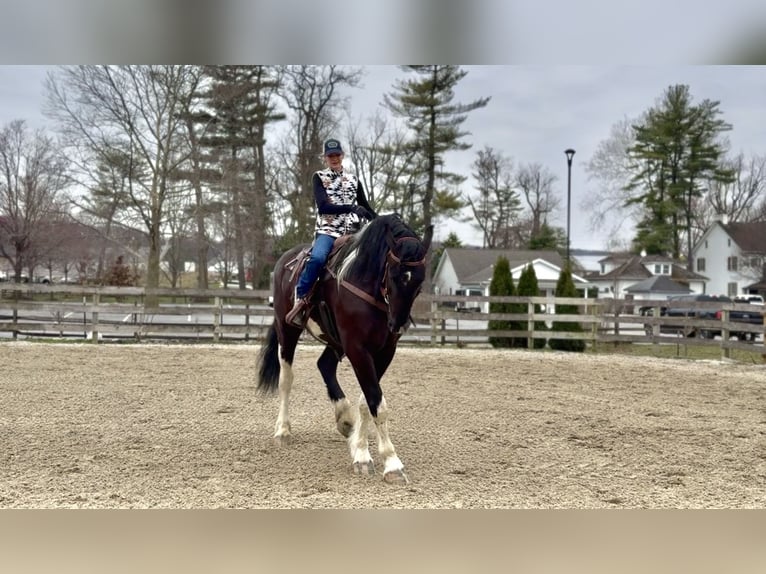 Draft Horse Mix Gelding 4 years 17.2 hh Pinto in Gap