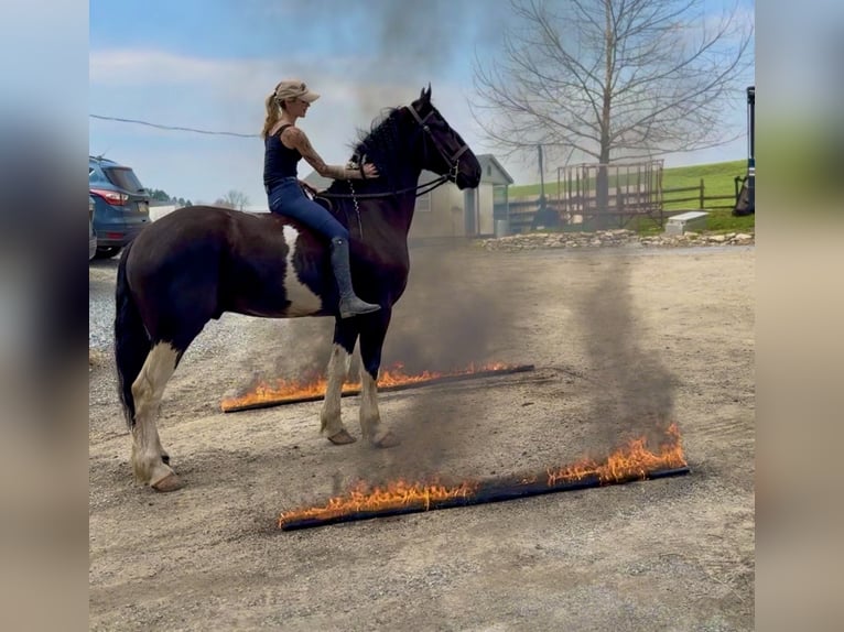Draft Horse Mix Gelding 4 years 17.2 hh Pinto in Gap