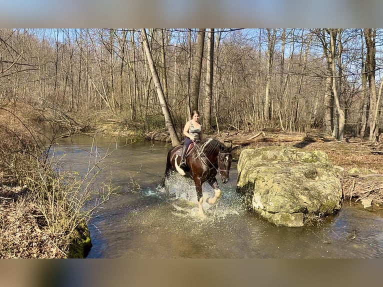 Draft Horse Mix Gelding 4 years 17.2 hh Pinto in Gap