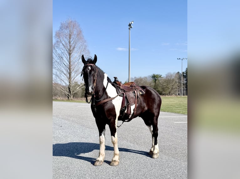 Draft Horse Mix Gelding 4 years 17.2 hh Pinto in Gap