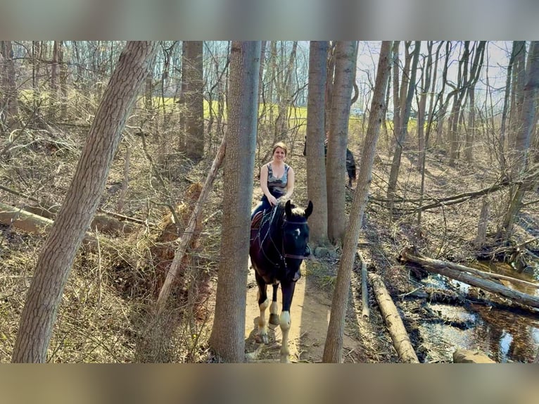 Draft Horse Mix Gelding 4 years 17.2 hh Pinto in Gap