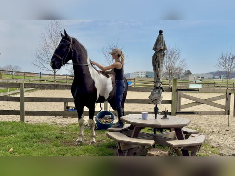 Draft Horse Mix Gelding 4 years 17.2 hh Pinto in Gap