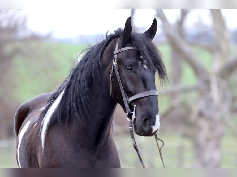 Draft Horse Mix Gelding 4 years 17.2 hh Pinto in Gap