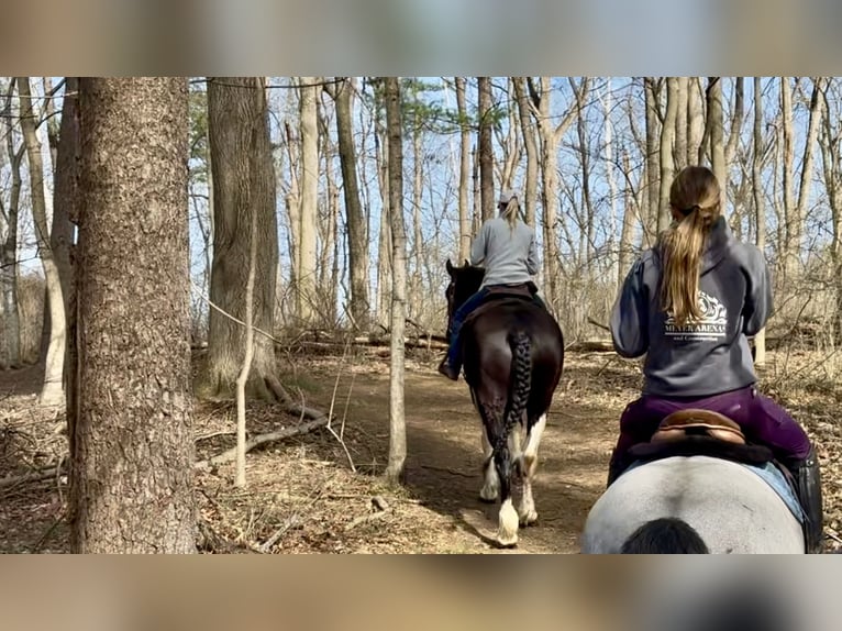 Draft Horse Mix Gelding 4 years 17.2 hh Pinto in Gap