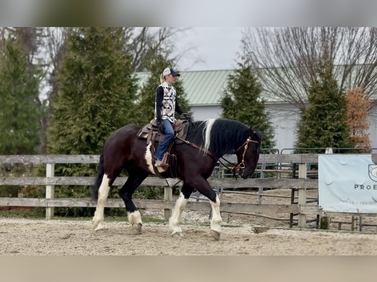 Draft Horse Mix Gelding 4 years 17.2 hh Pinto in Gap