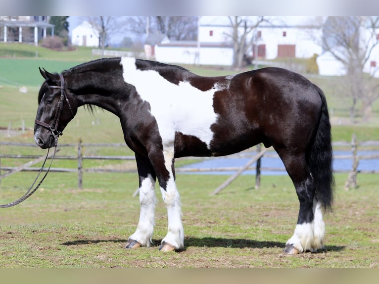 Draft Horse Mix Gelding 4 years 17.2 hh Pinto in Gap