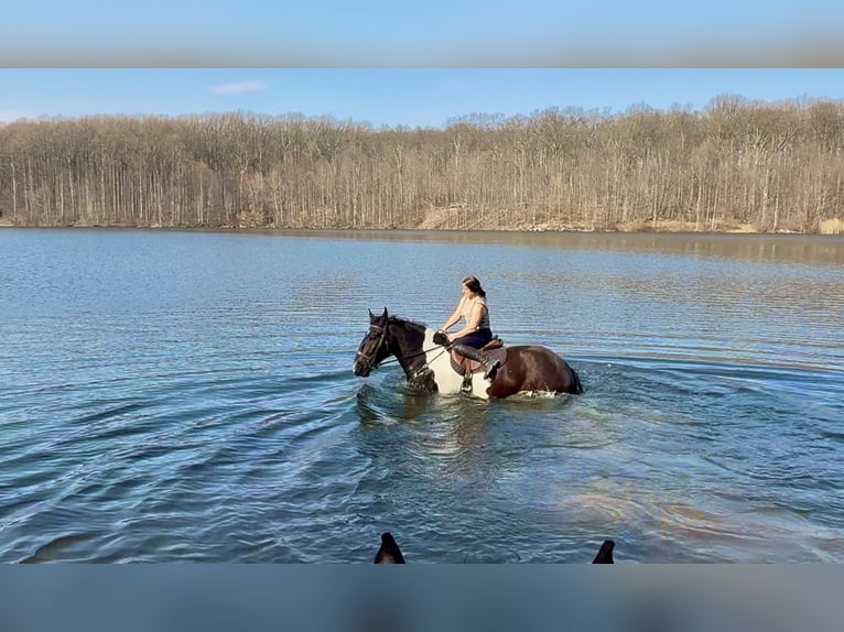 Draft Horse Mix Gelding 4 years 17.2 hh Pinto in Gap