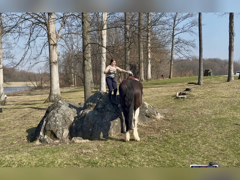 Draft Horse Mix Gelding 4 years 17.2 hh Pinto in Gap