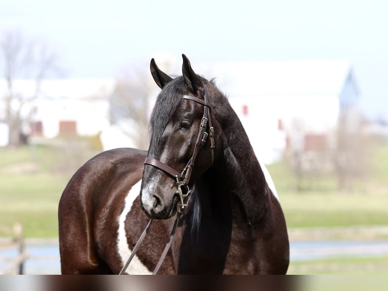 Draft Horse Mix Gelding 4 years 17.2 hh Pinto in Gap
