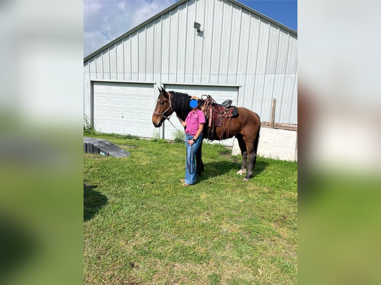 Draft Horse Mix Gelding 4 years 17 hh Bay in Alvin Draft Horse Mix Gelding 4 years 17 hh Bay in Alvin