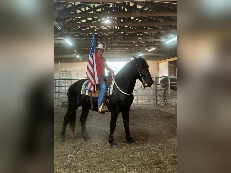 Draft Horse Gelding 4 years 17 hh Black in Republic, MO