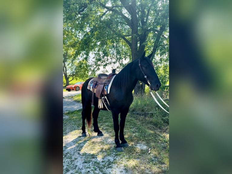 Draft Horse Gelding 4 years 17 hh Black in Republic, MO