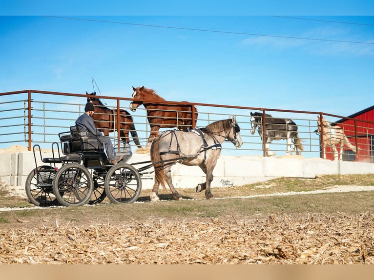 Draft Horse Mix Gelding 4 years 17 hh Grullo in Independence
