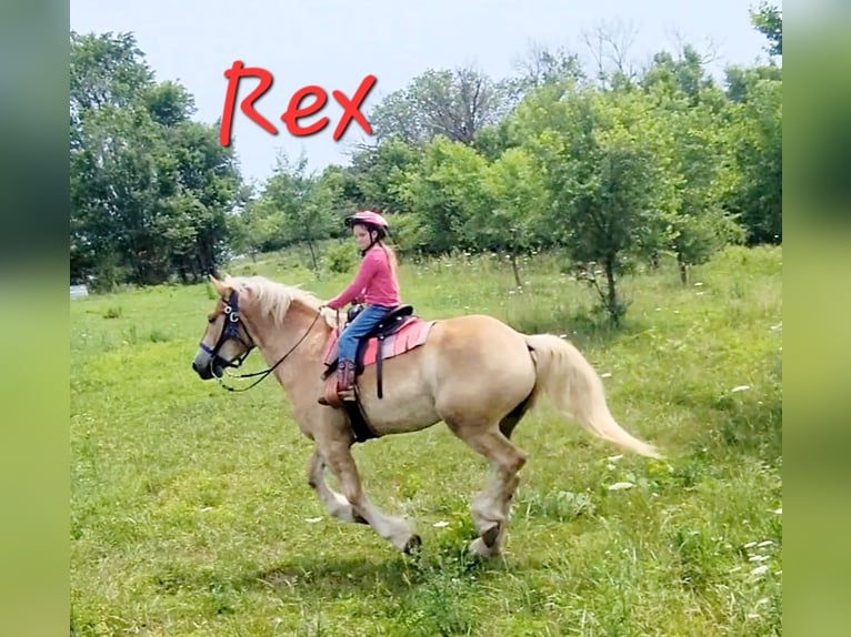 Draft Horse Mix Gelding 4 years 17 hh Palomino in Ava Missouri