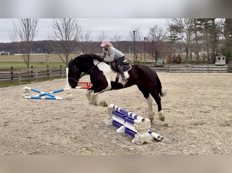 Draft Horse Mix Gelding 4 years 17,2 hh Pinto in Gap