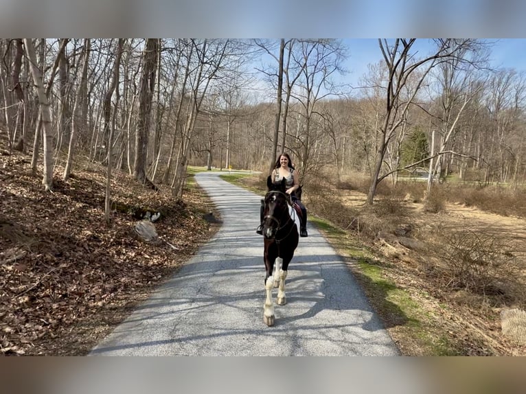 Draft Horse Mix Gelding 4 years 17,2 hh Pinto in Gap