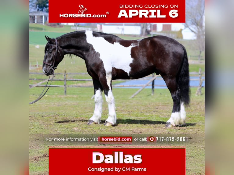 Draft Horse Mix Gelding 4 years 17,2 hh Pinto in Gap