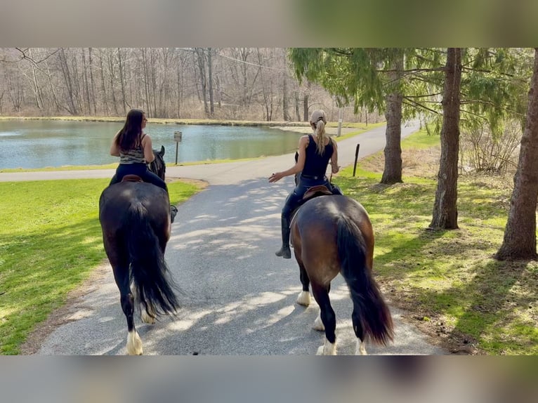 Draft Horse Mix Gelding 4 years 17,2 hh Pinto in Gap