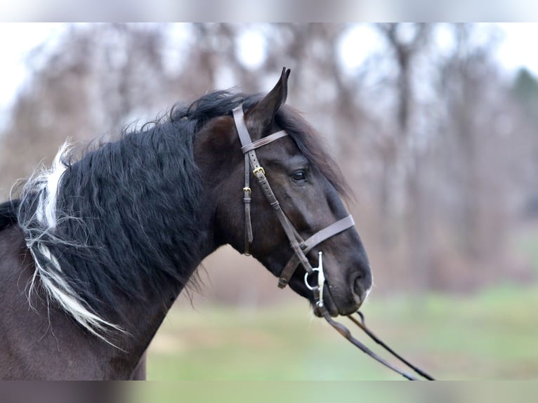Draft Horse Mix Gelding 4 years 17,2 hh Pinto in Gap