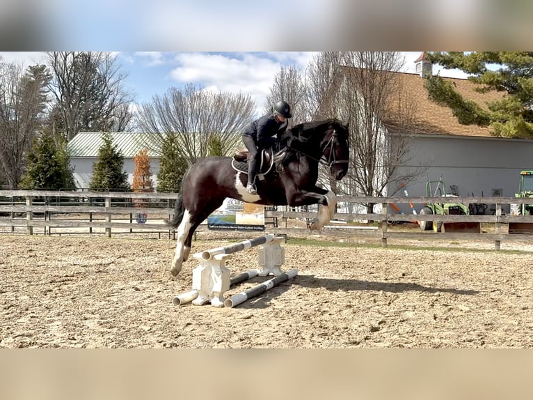 Draft Horse Mix Gelding 4 years 17,2 hh Pinto in Gap