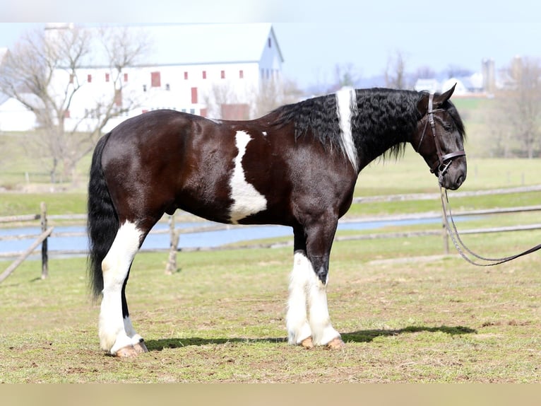 Draft Horse Mix Gelding 4 years 17,2 hh Pinto in Gap