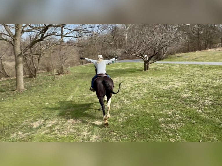 Draft Horse Mix Gelding 4 years 17,2 hh Pinto in Gap