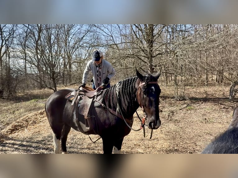 Draft Horse Mix Gelding 4 years 17,2 hh Pinto in Gap