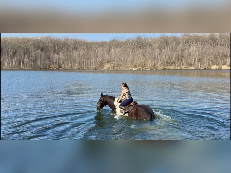 Draft Horse Mix Gelding 4 years 17,2 hh Pinto in Gap