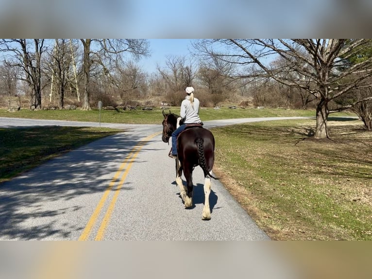 Draft Horse Mix Gelding 4 years 17,2 hh Pinto in Gap