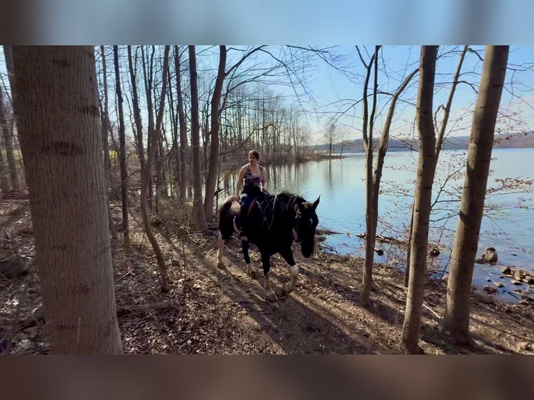 Draft Horse Mix Gelding 4 years 17,2 hh Pinto in Gap