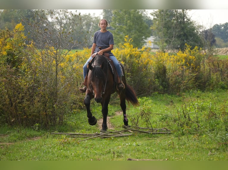 Draft Horse Mix Gelding 4 years Bay in Fresno
