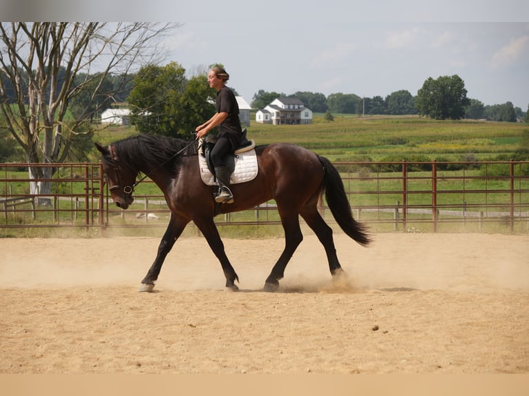 Draft Horse Mix Gelding 4 years Bay in Fresno