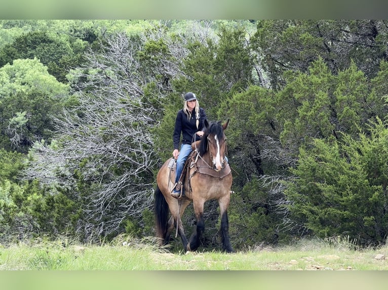 Draft Horse Mix Gelding 4 years Bay in Weatherford
