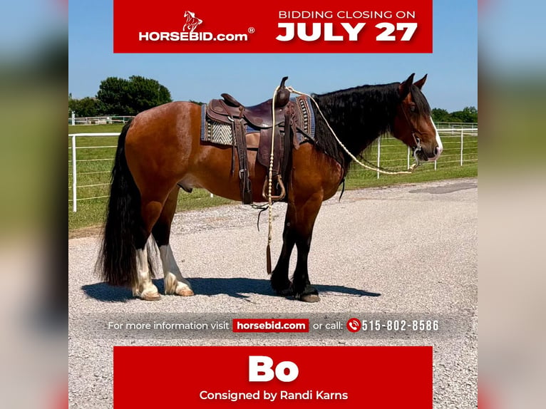 Draft Horse Mix Gelding 4 years Bay in Gracemont, OK